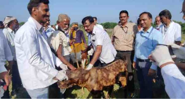 विश्व पशु कल्याण दिवस पर भेड़ बकरियों के लिए पीपीआर रोग उन्मूलन टीकाकरण कार्यक्रम की शुरुआत