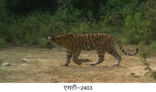 बाघिन एसटी 19 के शावकों को दिए नंबर