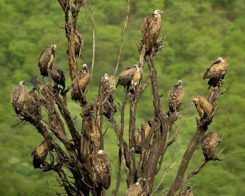 सरिस्का में दिखी उम्मीद की उड़ान: बढ़ी लांग बिल्ड वल्चर की संख्या